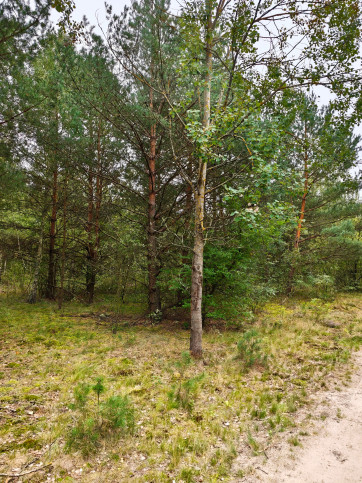 Działka Sprzedaż Celinów 2